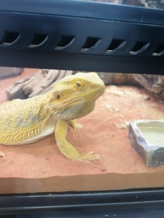 Фото проститутки Ксения №1 в городе Нефтекамск